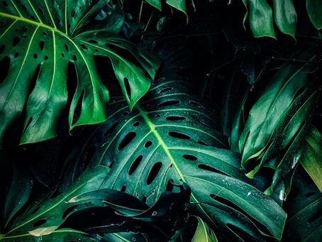Large monstera deliciosa leaves in a wild setting
