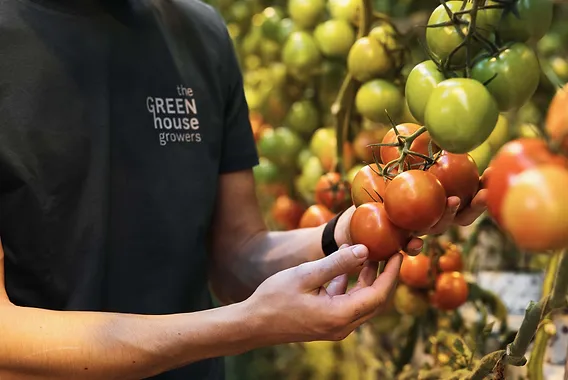 Photo of a person holding a vine of tomatoes wearing a branded Green House Growers T shirt