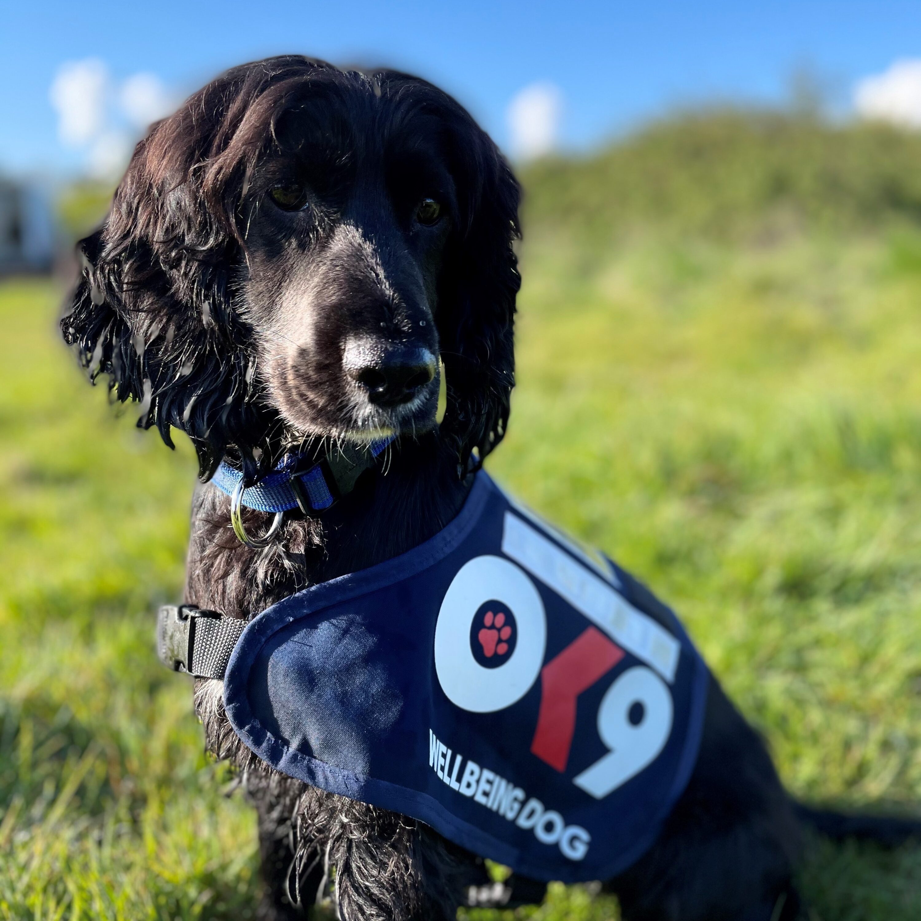 Photo of black haired do outside wearing a branded jacket with OK9 logo printed on it